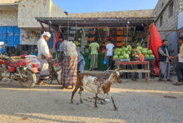Socotra_2025 (69/76)